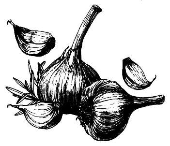 Чеснок посевной / Allium sativum L.