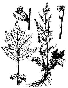 Полынь обыкновенная / Artemisia vulgaris L.