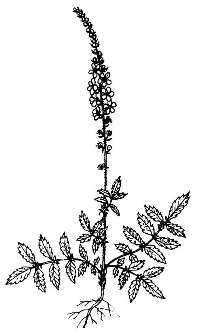 Репейничек обыкновенный (репешок) / Agrimonia eupatoria L.