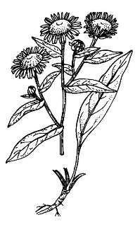 Девясил / Inula helertium L.