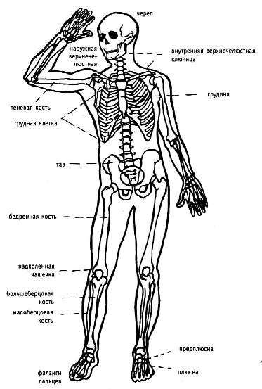 Скелет человека (вид спереди) 