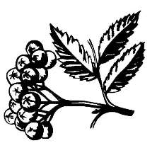Рябина обыкновенная / Sorbus aucuparia L.
