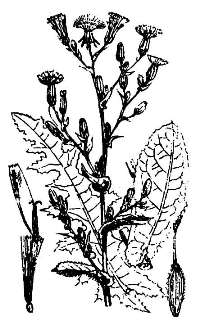 Салат посевной (огородный) / Lactuca sativa L.