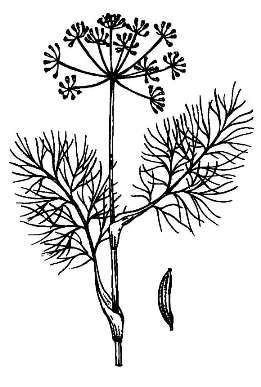 Фенхель обыкновенный / Foeniculum vulgare L.
