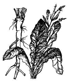 Хрен обыкновенный / Armoracia rusticana L.