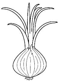 Лук репчатый / Allium сера L.
