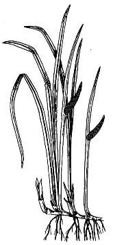 Аир обыкновенный (болотный) / Acorus calamus L.