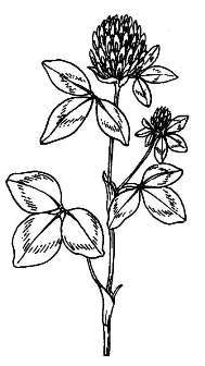 Клевер луговой / Trifolium pratense L.
