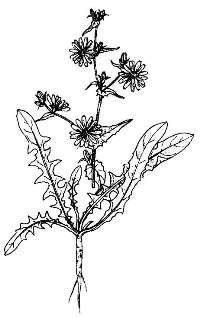 Осот огородный / Sonchus oleraceus L.