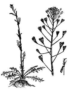 Пастушья сумка / Capsella bursa-pastoris L.