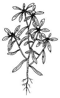 Сушеница топяная (болотная) / Gnaphalium uliginosum L.