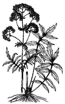 Валериана лекарственная / Valeriana officinalis L.